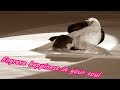 羽生結弦があなたの魂に幸せを刻みます Engrave happiness in your soul#yuzuruhanyu