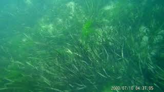 Snake In Juniper Springs