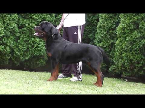 Video: Degenerasi Saraf Tunjang Di Rottweiler