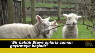 Yeni Zellandada Bi Çiftlik Kendini Koyun Sana Bir Kedi