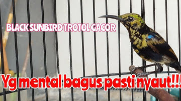 pancingan kolibri black sunbird