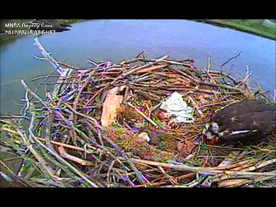 area of a trapezoid MNSA Osprey-Cam: 1st Chick 5/15/12