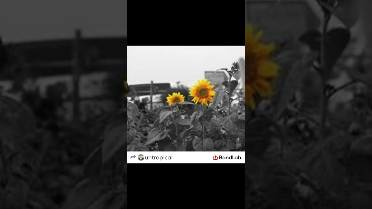 Like the flowers do by Untropical                    