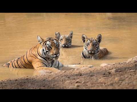 Tigres e tartarugas: histórias de sucesso que mostram esperança para a vida selvagem