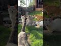 #duniahiburan #videolucu #random #seru #unik #asyik #funny #memes #lucuindonesia #kontenviral