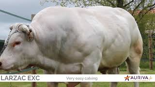 Larzac Exc Excellence Charolais