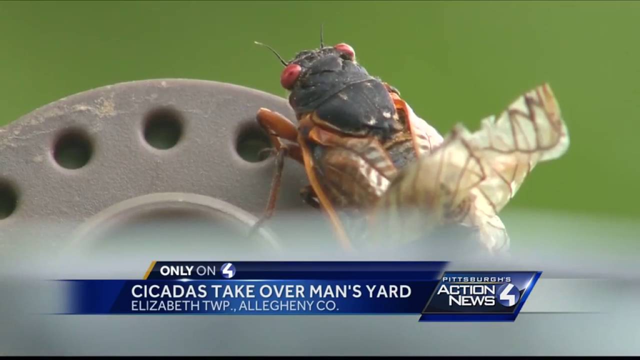 Thousands of Cicadas take over Pittsburgh area man's yard YouTube