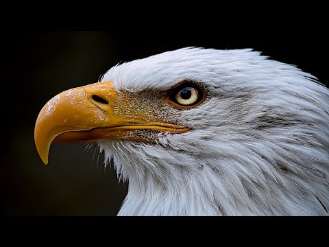Majestic Eagles: Nature's