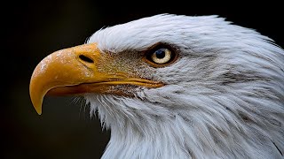 Majestic Eagles: Nature&#39;s Aerial Predators / Documentary