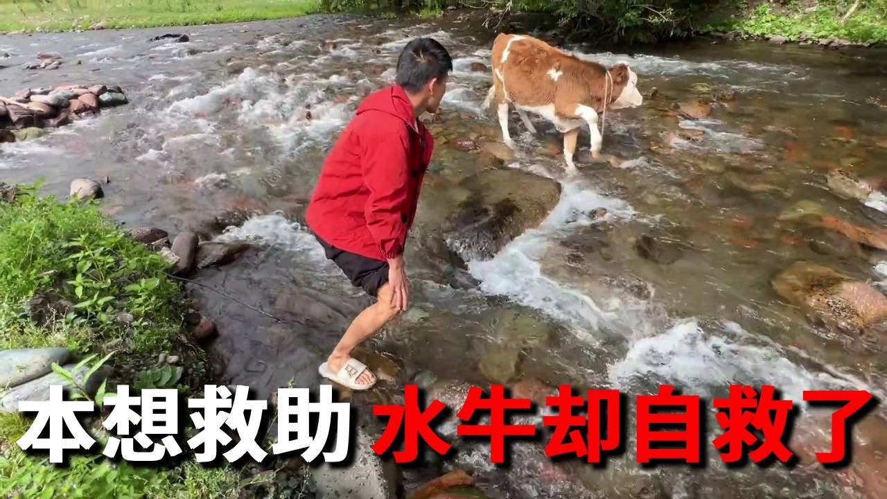 发现一个牛被困在水里了，看我准备过去，慌得一批竟然自己挣脱了自救成功！【邵哈哈环国旅行】
