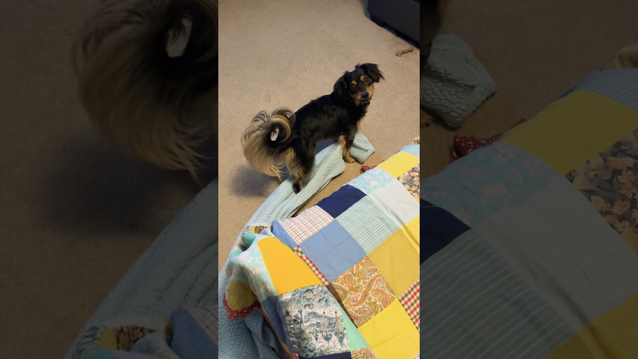 My blanket is coming with me! #puppy #dog ##chiweenie #cute #dachshund #chihuahua