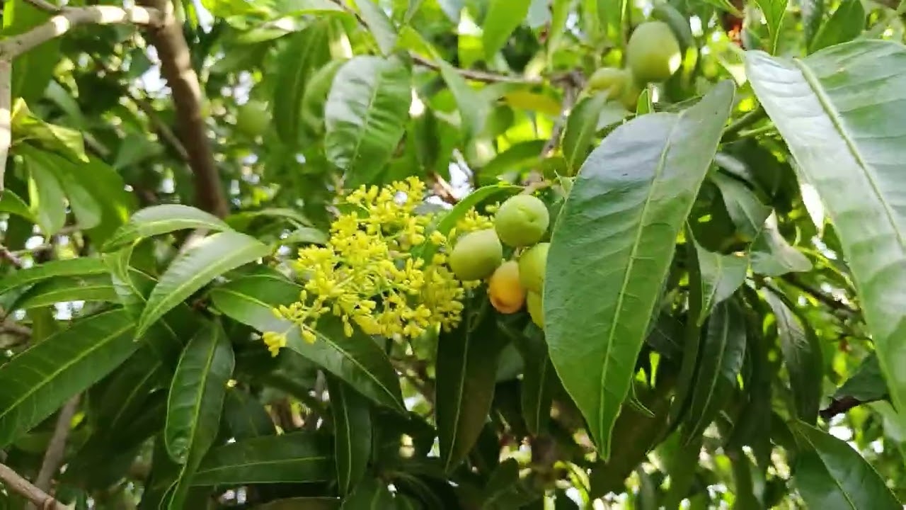 มะยงชิดลูกโตแล้ว