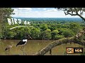 4k Video🏝️🌿☘️“The Beautiful Life of Wild Birds – Cranes, Storks & Crows in Nature”(By Veo3)