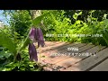 【古民家暮らしのvlog】特別編/ベジカフェの一日/