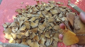 Ngũ gia bì ngâm rượu- Bài thuốc tuyệt vời cho gân cốt,bổ gan thận,tăng SL