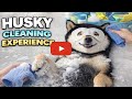 Pampered Husky Spa Day 2 🐺✨ Cleaning, Massage &amp; Chill Moments