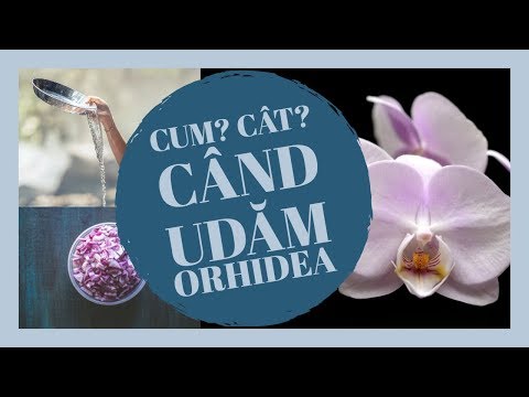 Video: Udarea plantelor de orhidee - Aflați cum și când să udați o orhidee