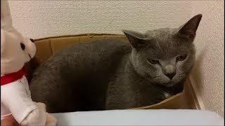 人形で遊ぶ飼い主に対して、冷たい表情の猫