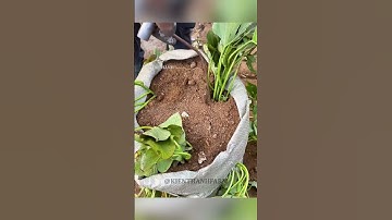 Bất ngờ trước kết quả của việc trồng khoai lang trong bao tải #shorts