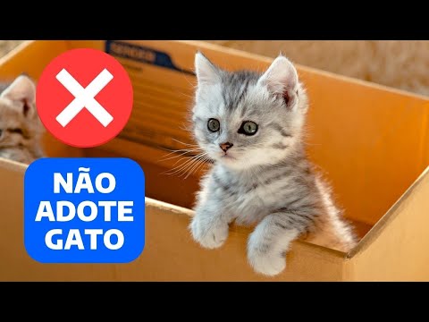 Vídeo: Planejando Adotar um Gato? Aqui está o que considerar antes de fazer