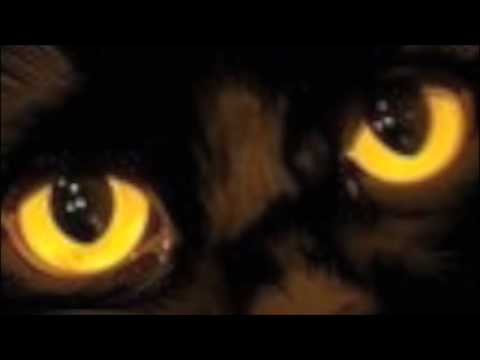 Old Black Cat Video