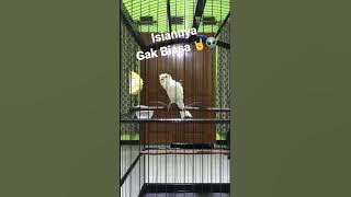 Kenari Isian Jalak Suren