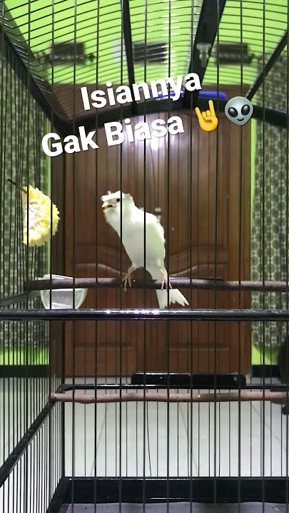 Kenari Isian Jalak Suren