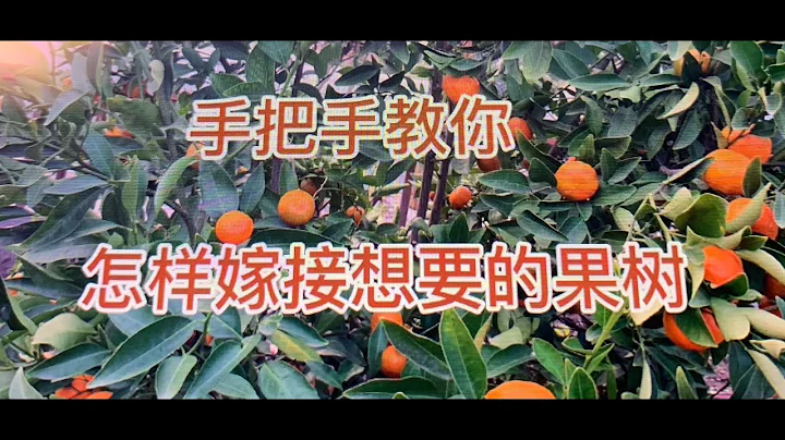 手把手教你如何把沙糖桔嫁接到金桔樹上，一棵樹長兩種果 - 天天要聞