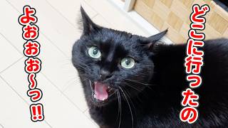 「お母さんはどこぉ!?」と、泣き叫びながら探す猫