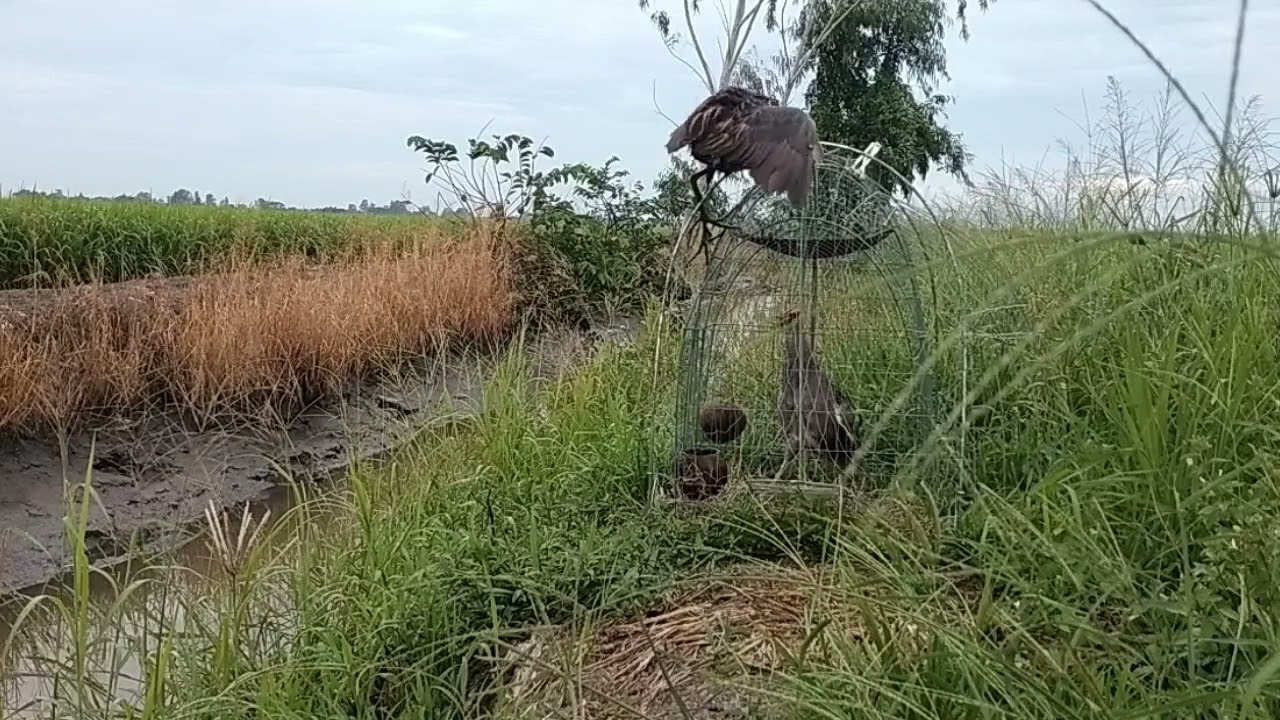 bẫy cúm núm,dính mồi của ai đi