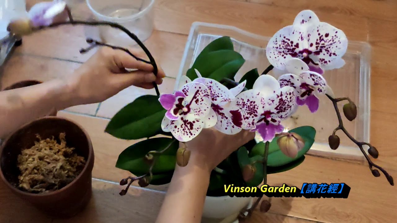 蘭花組盆示範教學 水苔與爛根要注意的問題分享 Vinson Garden 講花經 Youtube 蘭花組盆示範教學 水苔與爛根要注意的問題分享 Vinson Garden 講花經 Youtube