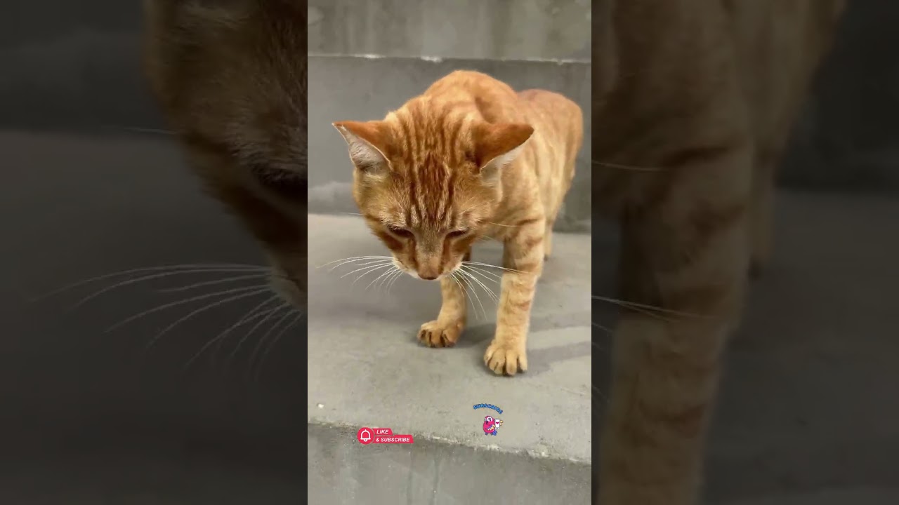Sunny the Orange Cat’s Stretchy Greeting 