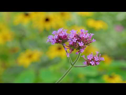 Patagonisches Eisenkraut, Bienen & Schmetterlingspflanze