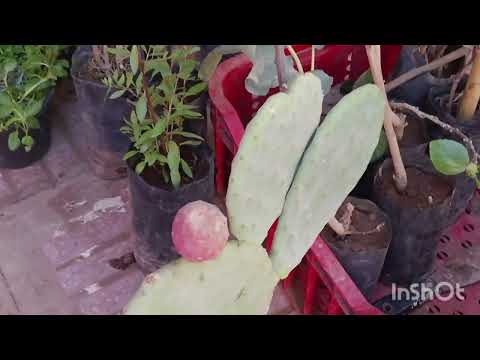 الجديد اليوم البيبينو السدر مرينكا جوافة أركان اعشاب عطرية الليمون القزمي باباي القزمي