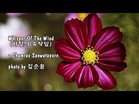 Whisper <strong>Of</strong> The Wind (바람의 속삭임)/<strong>Chamras</strong> Saewataporn &amp;amp; photo by 김순용