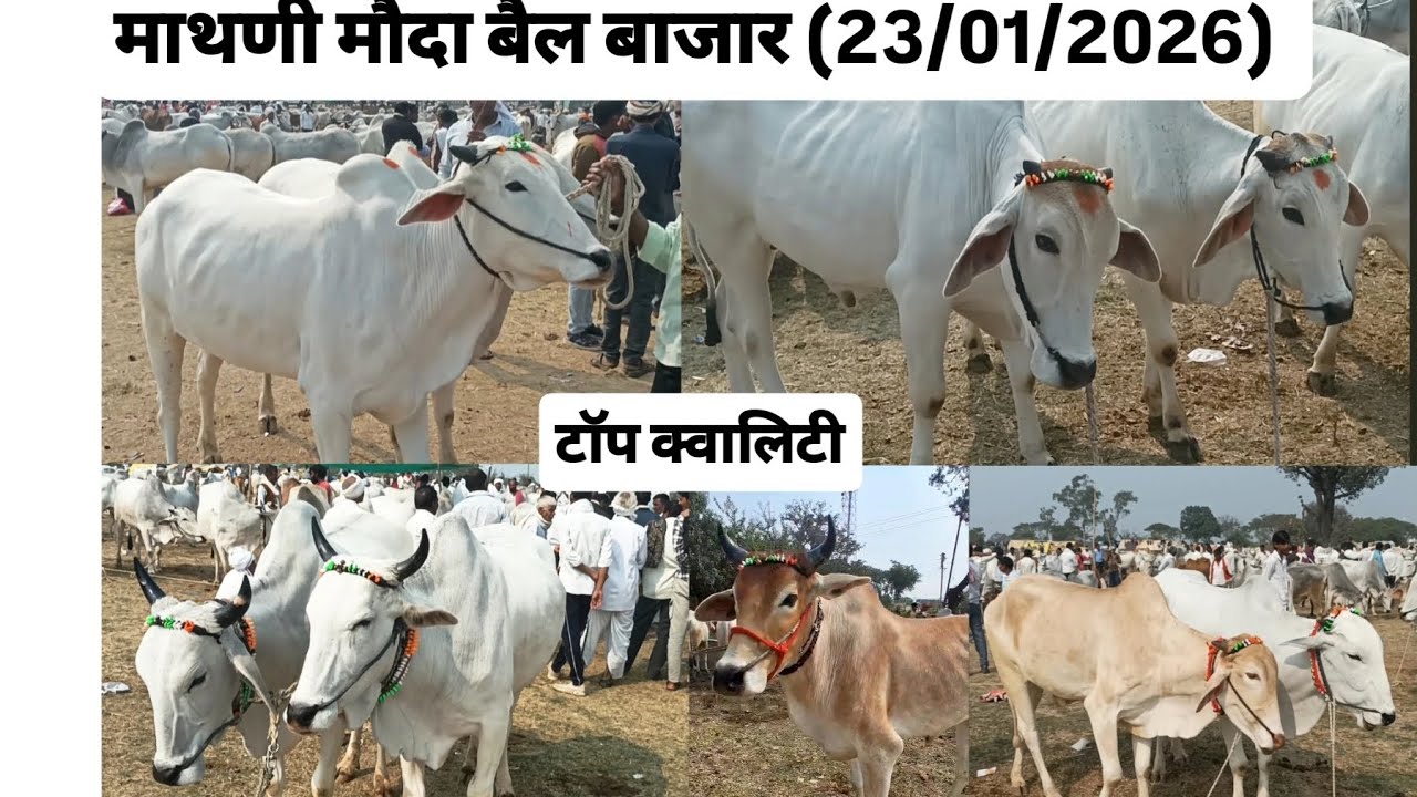 माथणी बैल बाजार  ता. मौदा, जिल्हा. नागपूर  (23/01/2026) 