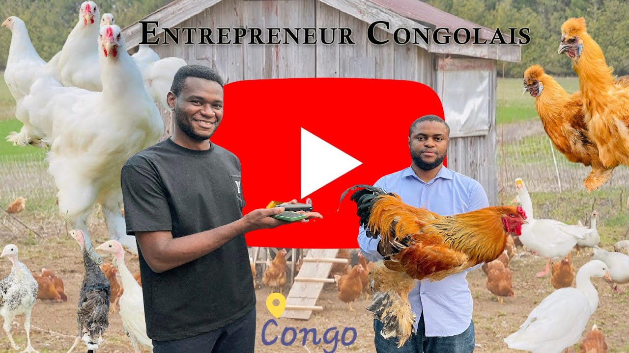 Comment il a commencé l'élevage des volailles de race au pays 🇨🇩 Kinshasa