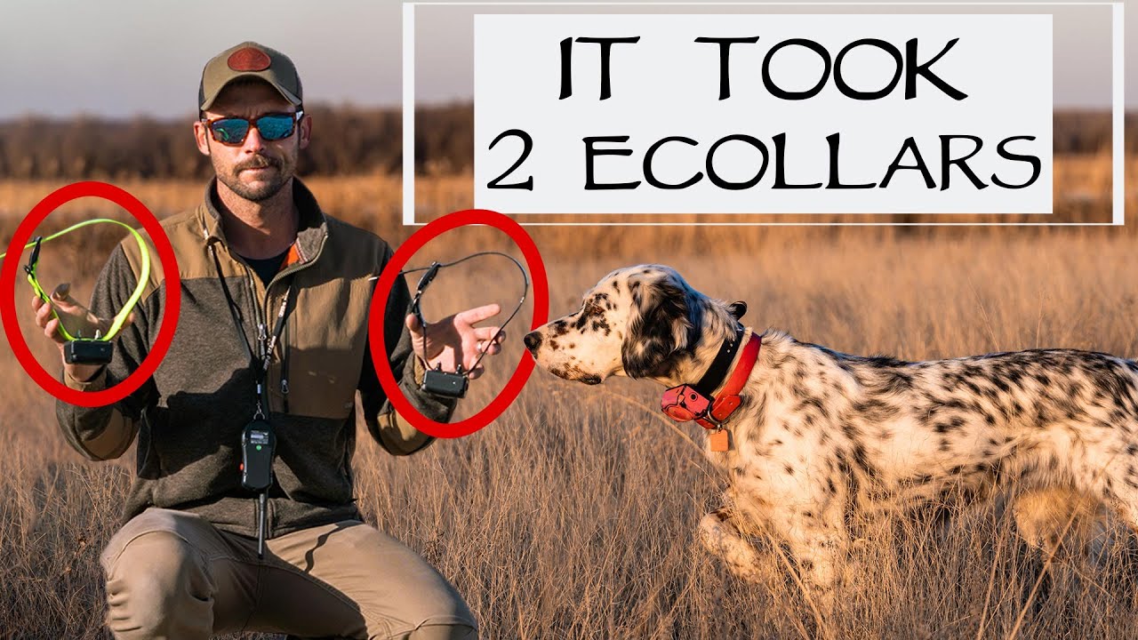 Bird Dog Training Teach Whoa To Fix Steadiness Issues YouTube