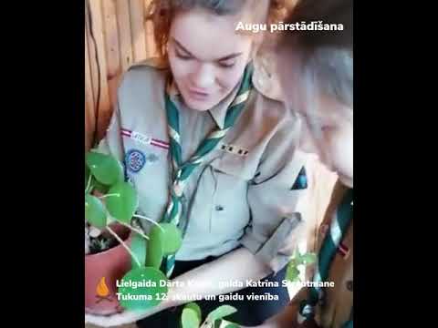 Video: Dracaena Lapas Nokrīt: Ko Darīt, Ja Augs Izmet Lapas? Kādu Iemeslu Dēļ Lapas Izžūst? Kā Glābt Dracaenu?