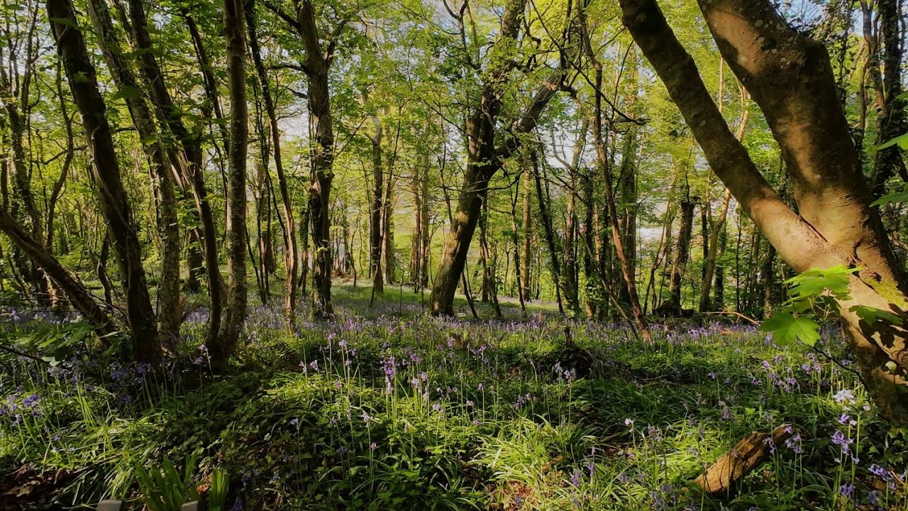 Wild Garlic and Bluebells Hardwick Woods Devon
