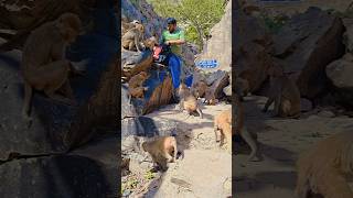 monkey family chaos 🐒 #animals #funny #shorts