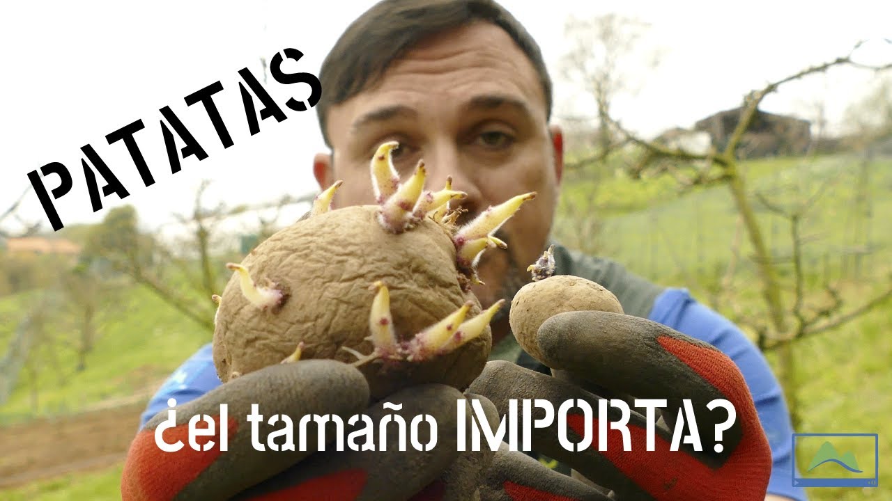Sembrar PATATAS / PAPAS, CÓMO y CUÁNDO plantar 🥔 CALIBRE y truco de BROTE rápido 🌱 