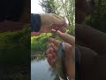 Catching trout in creek