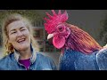 The 3 Best Breeds For First Time Chicken Owners