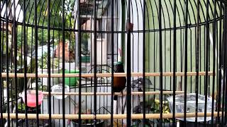 konin mapan gacor siap lomba