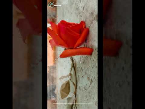 تامر عشور حلات وتس 2020   غيابو طال