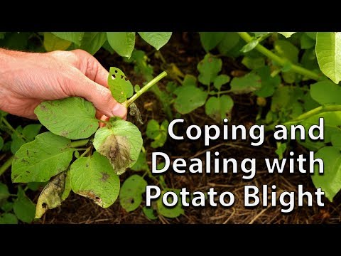 How to Save your Potato Crop if you get Blight