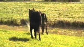 Sultan & Blesen Høstmorgen