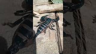 Ngeri Besar Banget Kalajengking Nya