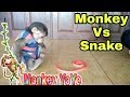 Monkey YoYo's reaction to seeing the toy snake | Monkey Baby Yoyo |